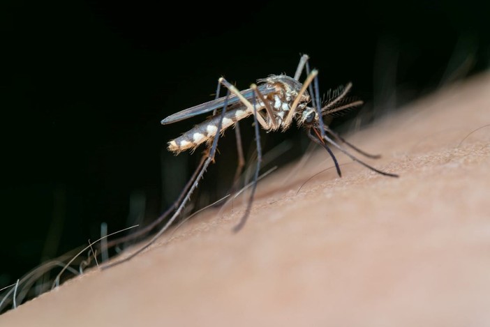 La lotta alle zanzare nel tuo giardino: ecco le strategie vincenti