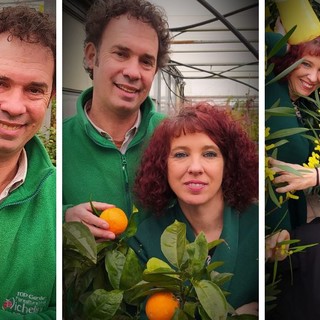 Alla Floricoltura Vivai Michelini di Borghetto marzo è tempo di agrumi e mimose, con tantissime specie e varietà disponibili